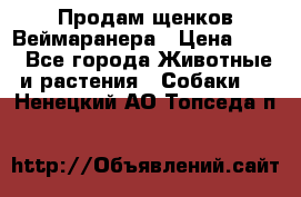 Продам щенков Веймаранера › Цена ­ 30 - Все города Животные и растения » Собаки   . Ненецкий АО,Топседа п.